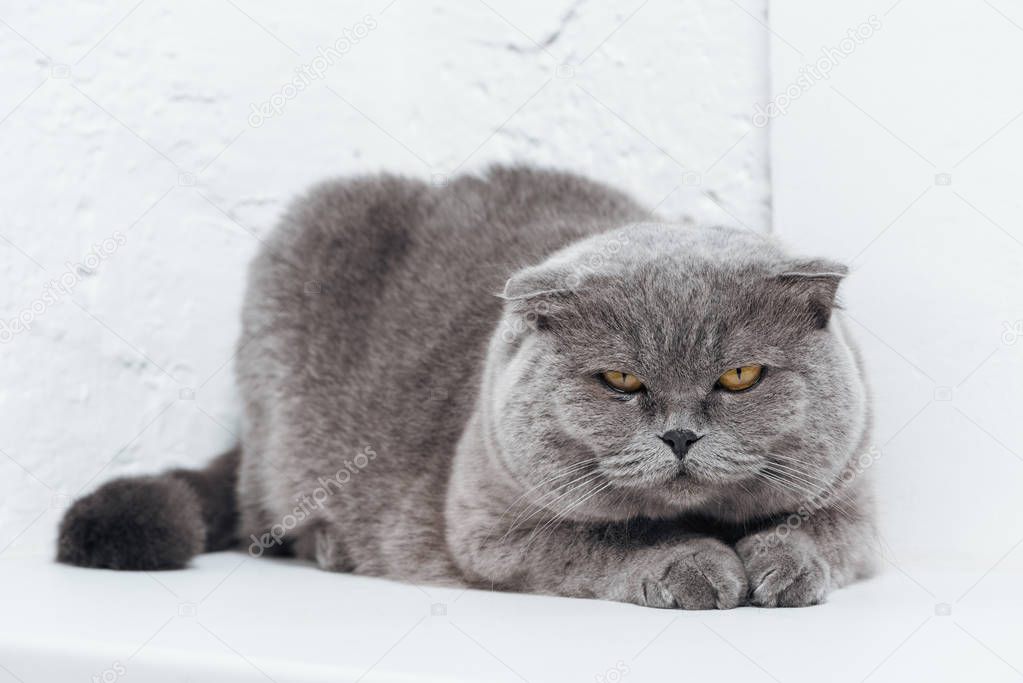 funny scottish fold cat lying on white background