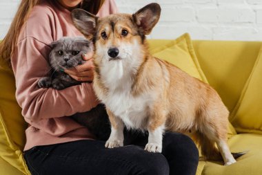 kadın kırpılmış görünümünü Divan pembroke welsh corgi köpek ve İskoç fold sevimli kedi