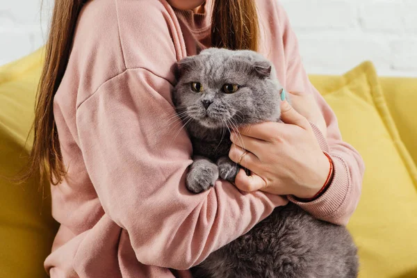 pembe kazaklı şirin tutan güzel kız görünümünü kırpılmış scottish fold kedi