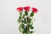 Detailní pohled krásných nabídek červené květy růže izolované Grey