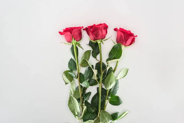 Vista Cerca Hermosas Flores Rosas Rojas Tiernas Aisladas Gris —  Fotos de Stock