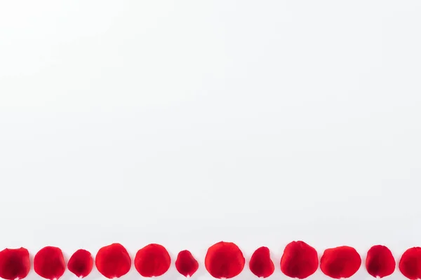 Draufsicht Auf Rote Rosenblätter Reihe Isoliert Auf Weiß Mit Kopierraum — Stockfoto
