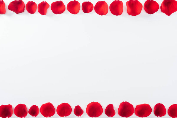 top view of floral frame made with red rose petals isolated on white