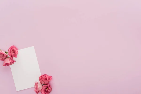 Vue Haut Des Fleurs Carte Blanche Isolée Sur Rose Avec — Photo