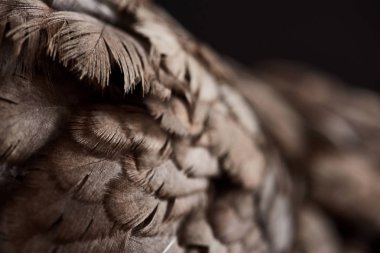 close up texture of brown chicken feathers isolated on black clipart
