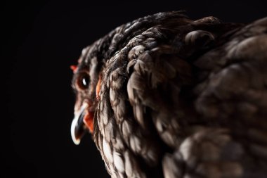 selective focus of brown hen isolated on black clipart