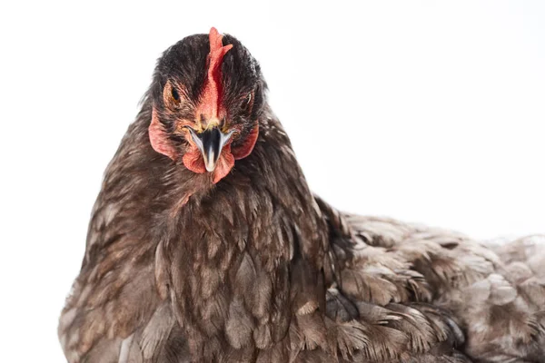 Primer Plano Pollo Marrón Aislado Blanco — Foto de Stock