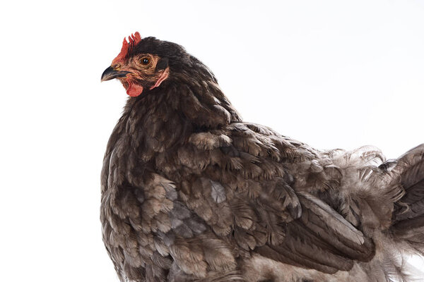 close up of purebred brown hen isolated on white