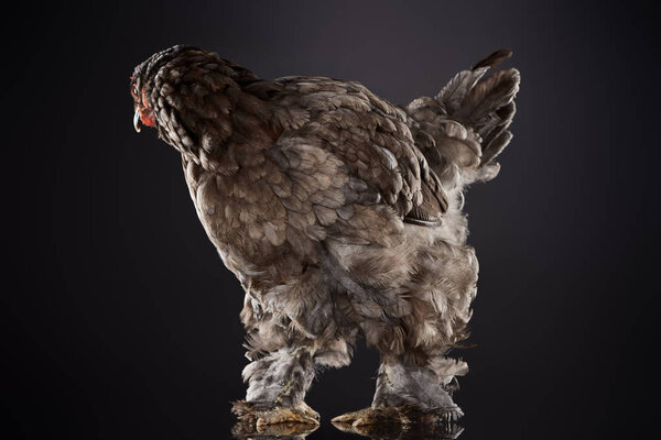 purebred hen with brown feathers standing on dark grey