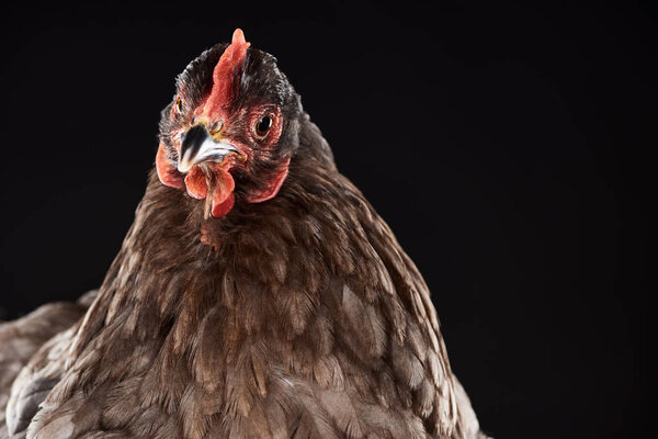 close up of purebred chicken isolated on black