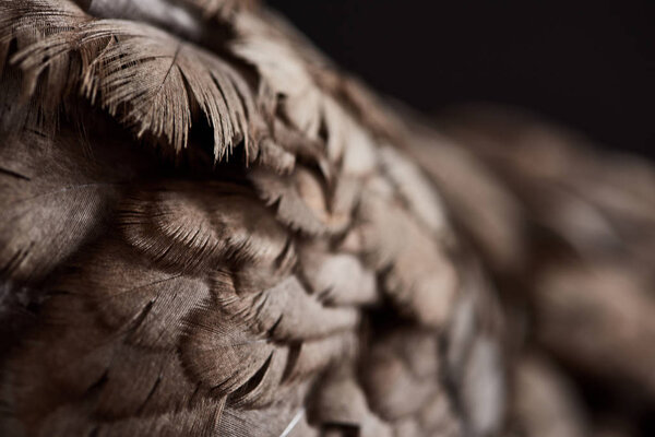 close up texture of brown chicken feathers isolated on black