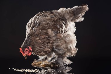 kahverengi tavuk siyah darı tahıl yemek