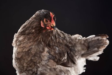 farm hen with brown feathers isolated on black clipart