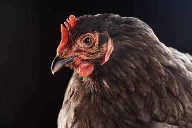 şirin kahverengi tavuk siyah izole kapatmak