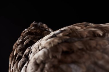 texture of brown chicken feathers isolated on black, selective focus  clipart