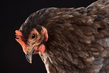 close up of brown hen isolated on black clipart