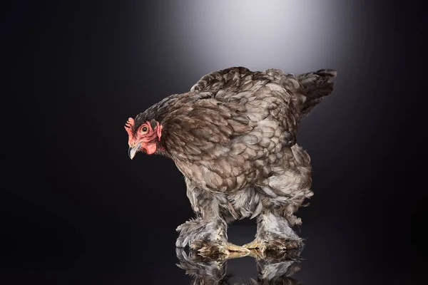 Cokelat Ayam Peternakan Berdiri Abu Abu Gelap — Stok Foto