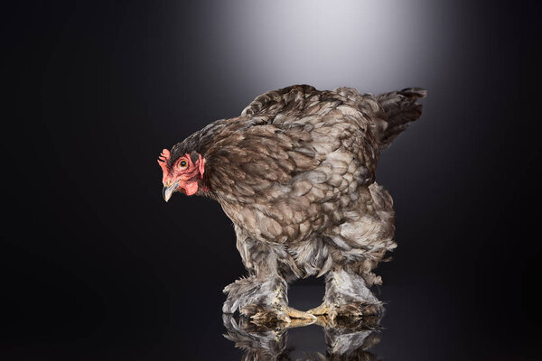 brown farm hen standing on dark grey