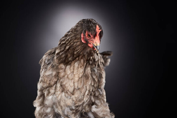 close up of brown farm chicken on dark grey