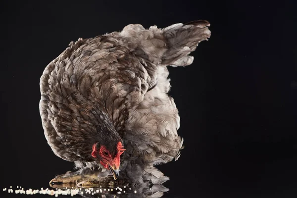 Brown Farm Hen Eating Millet Black — Stock Photo, Image