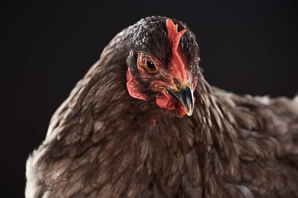 close up of purebred brown chicken isolated on black