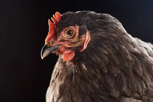 Nahaufnahme Von Niedlichen Braunen Hühnern Isoliert Auf Schwarz — Stockfoto