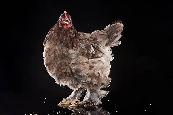 Cokelat Peternakan Ayam Dengan Millet Pada Hitam — Stok Foto