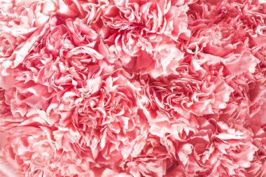 üstten görünüm pembe çiçeklenme, çiçekleri güzel yaprakları ile