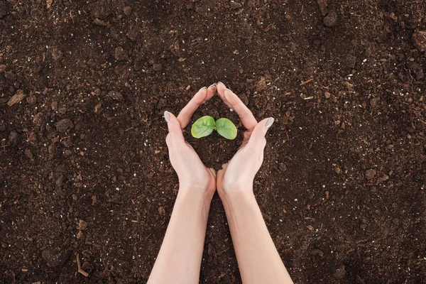 Vista Cortada Mulher Segurando Terreno Com Planta Verde Nas Mãos — Fotografia de Stock