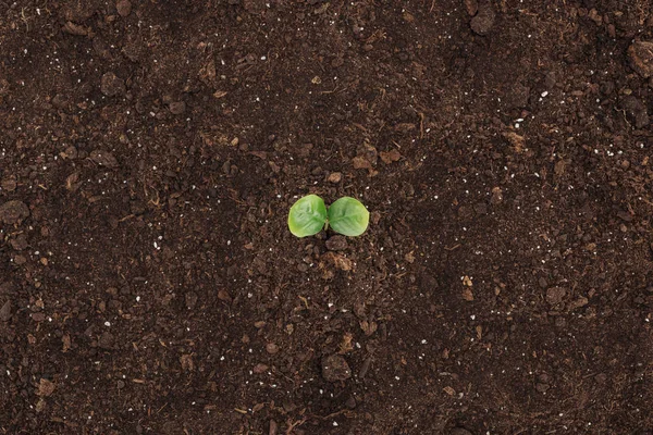 Vista Superior Solo Com Planta Verde Com Folhas Protegendo Conceito — Fotografia de Stock