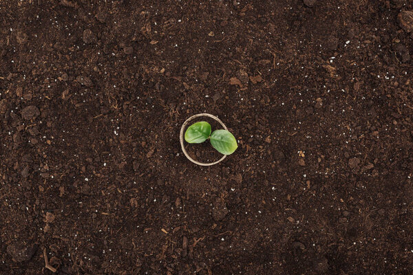 top view of pot with green plant with leaves, protecting nature concept 