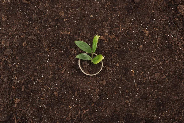 Ovanifrån Potten Med Liten Växt Med Blad Skydda Natur Koncept — Stockfoto