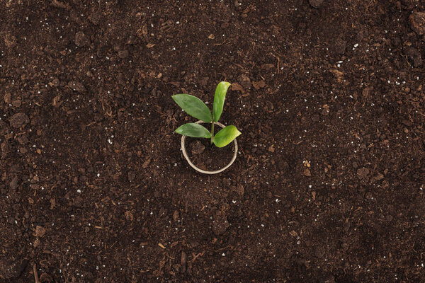 top view of pot with small plant with leaves, protecting nature concept 