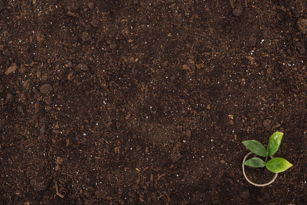 верхний вид горшка с небольшим растением с зелеными листьями, защищая концепцию природы
 