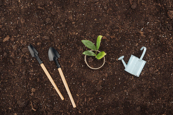 top view of pot with small plant near toy watering can and shovels , protecting nature concept 