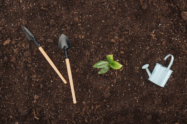 top view of small plant with leaves near toy watering can and shovels , protecting nature concept 