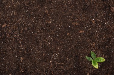 top view of small plant with green leaves, protecting nature concept  clipart