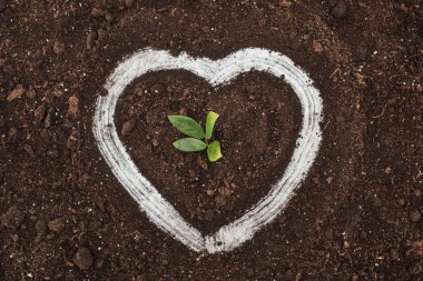 top view of small plant with green leaves inside of heart shape drawing, protecting nature concept  clipart
