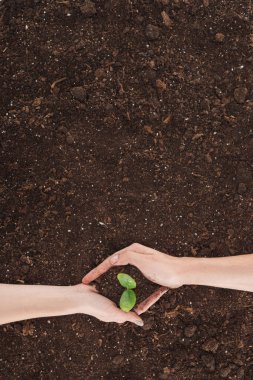 cropped view of man and woman holding ground with plant in hands, protecting nature concept  clipart