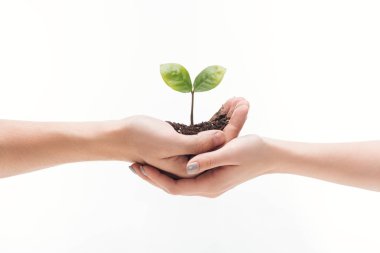 cropped view of couple holding ground with green plant in hands isolated on white clipart