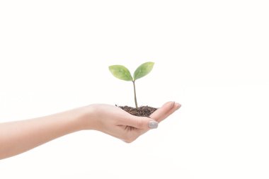 cropped view of female hand holding ground with green plant isolated on white                                       clipart