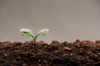 small green plant with leaves in ground isolated on grey clipart