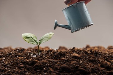 cropped view of couple holding watering can neat small plant isolated on white clipart