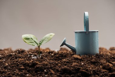 oyuncak sulama olabilir ayakta yeşil bitki gri izole yakınındaki