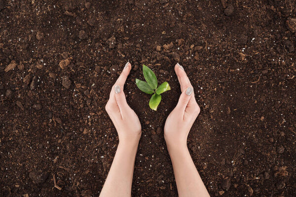 cropped view of woman holding hands near ground with green plant, protecting nature concept 