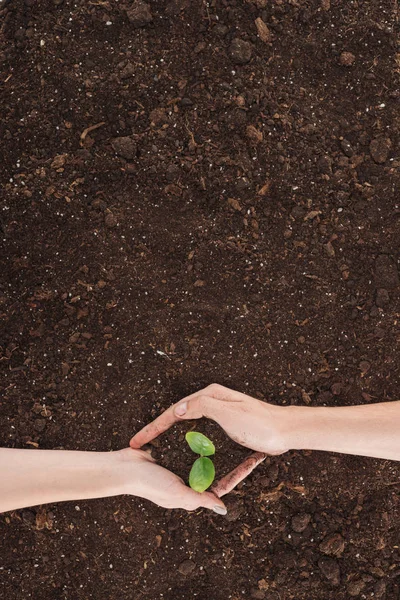 Cropped View Man Woman Holding Ground Plant Hands Protecting Nature — Stock Photo, Image