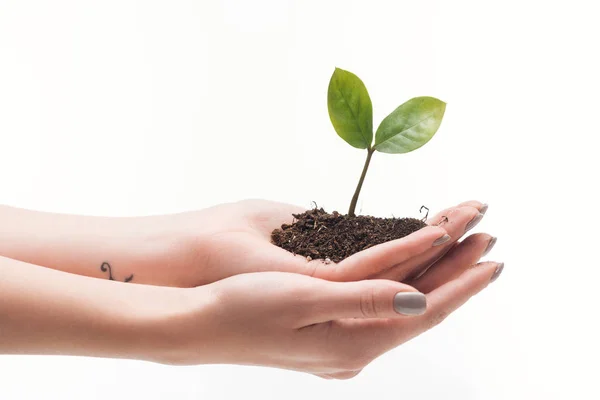 Cropped View Woman Holding Ground Green Plant Hands Isolated White — Stock Photo, Image