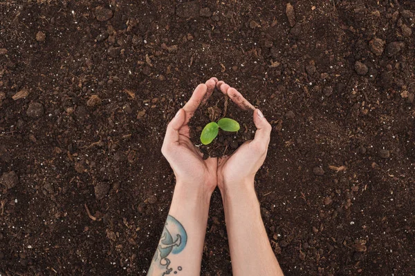 Visão Cortada Homem Segurando Planta Verde Com Solo Nas Mãos — Fotografia de Stock