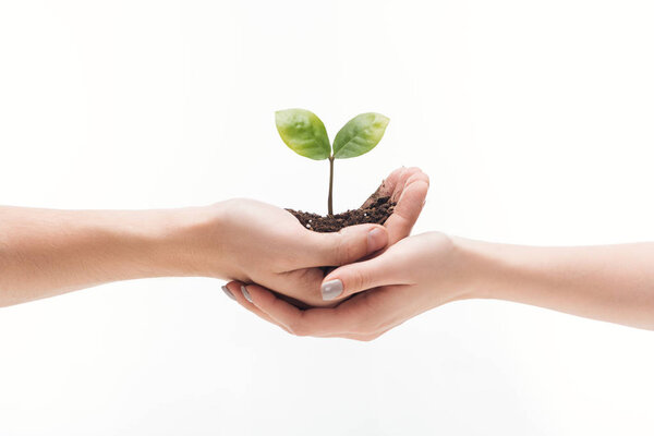 cropped view of couple holding ground with green plant in hands isolated on white