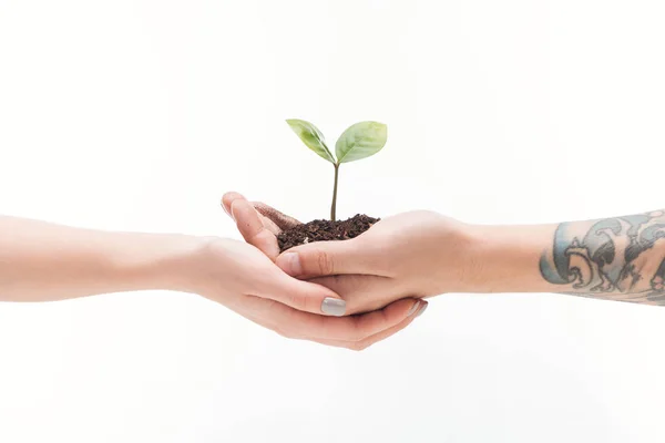 Cropped View Couple Holding Ground Plant Hands Isolated White — Stock Photo, Image
